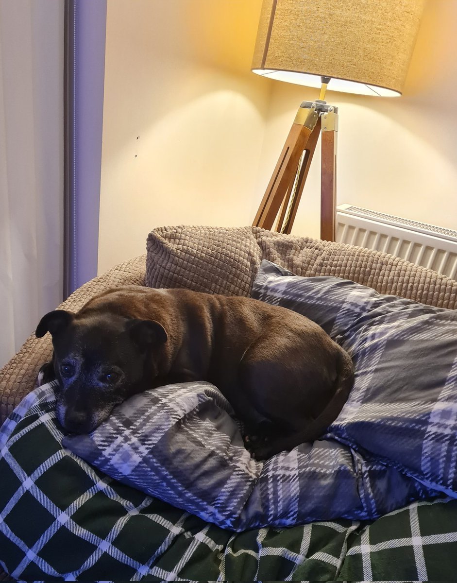 Comfy beaut? 🐶❤️