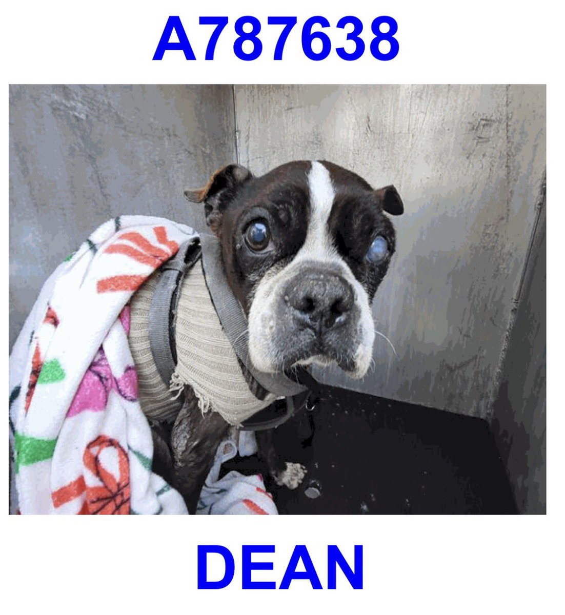 _taysmyoxygen1d's tweet image. 💙 DEAN 💙#A787638 
10yo, 23lb
⚠️Deadline 12/19

🚨senior, circles, corneal edema- seems chronic. Corneal ulcer vs kcs, arthritis/OA/DJD, chronic malnutrition, spills food &amp;amp; steps on it. Difficulty rising but able to stand w assistance, unstable &amp;amp; falls
📍#SanAntonio ACS, #Texas