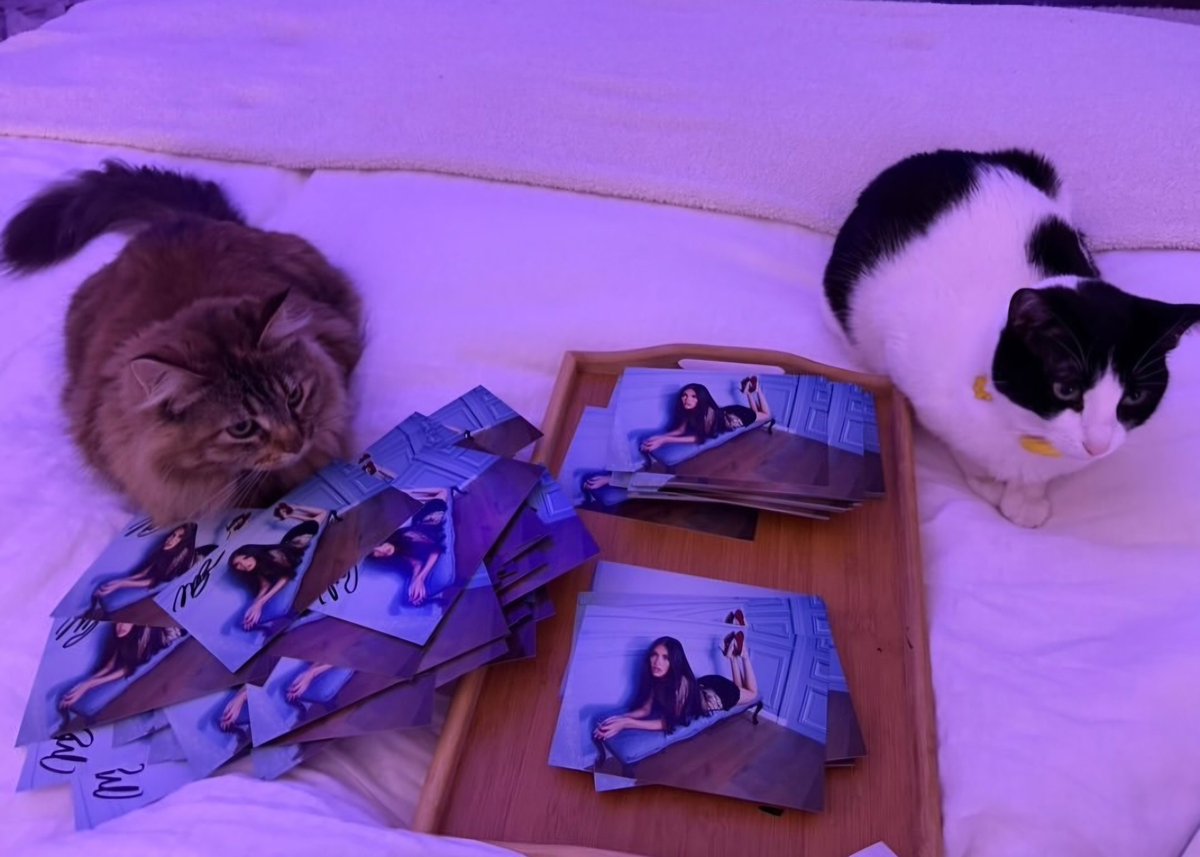 madsvisor's tweet image. . . . the emergence of l𑣿cket! 🤍🔒