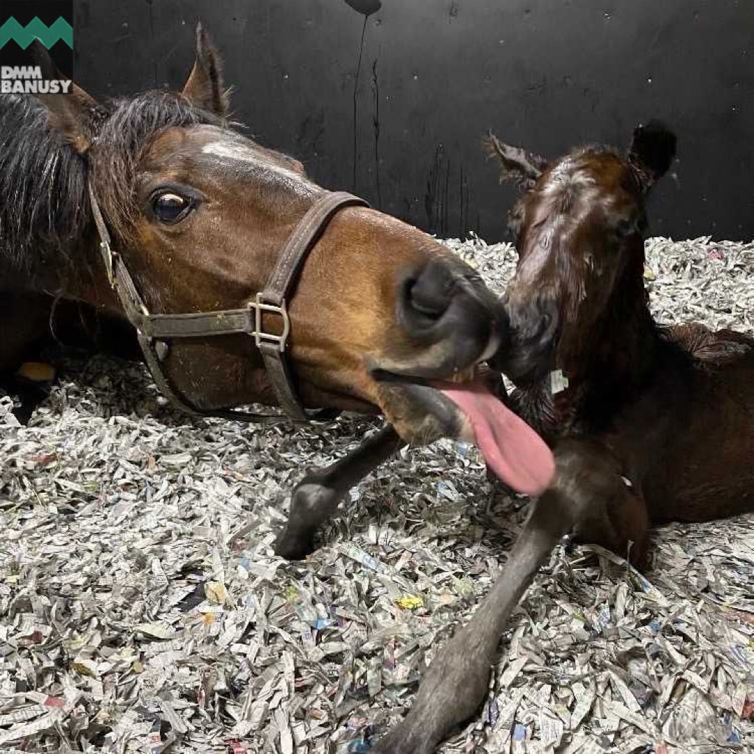 lovesonlyouu's tweet photo. Loves Only You and her colt foal ❤️ born in February 28th last year! https://t.co/eMGGvmHCQ4