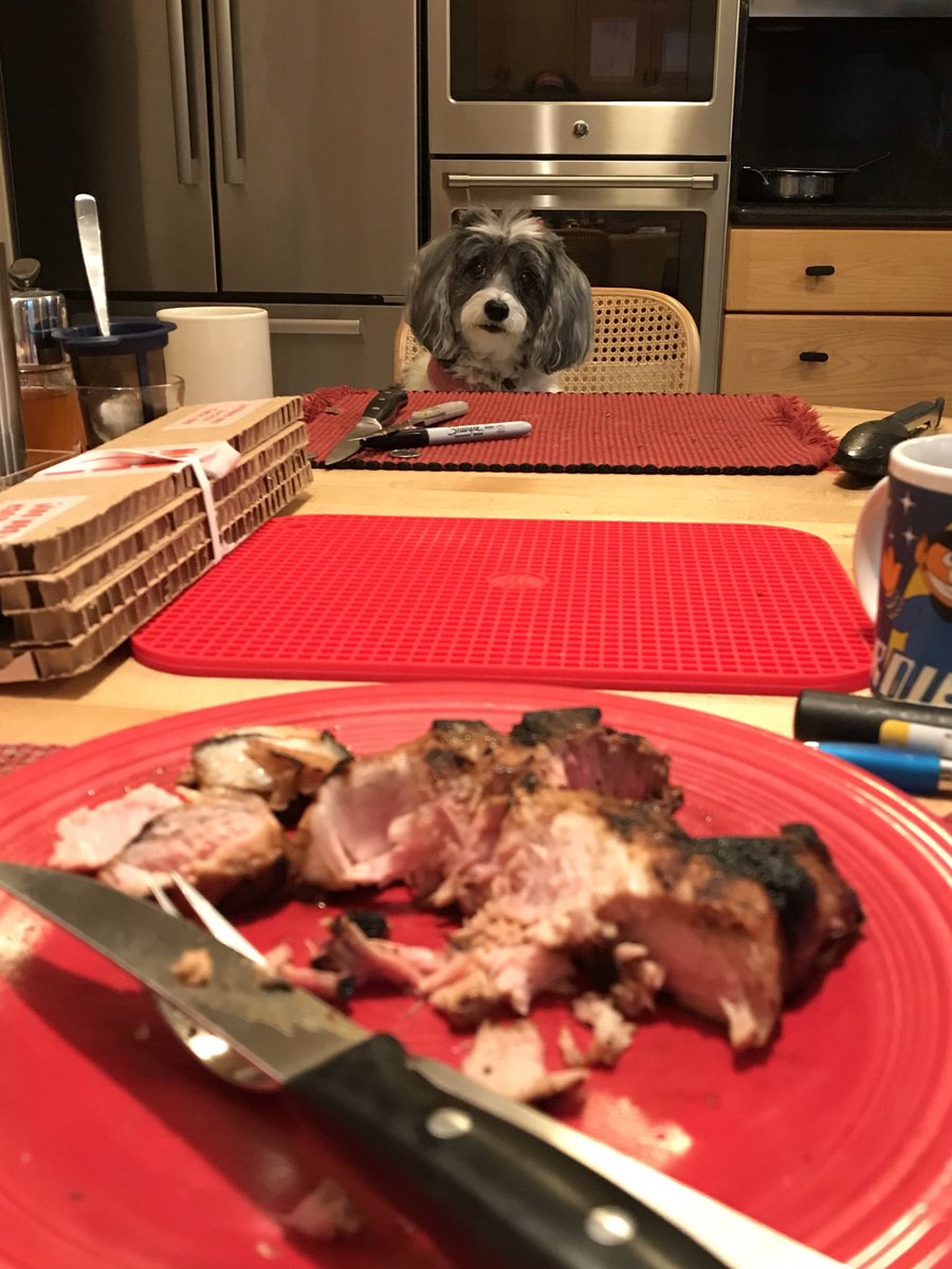 DameRanger's tweet photo. @dog_rates Table manners: stare, but don’t speak. 
Eventually, the reward will come 🐾 https://t.co/EPxzgq829W
