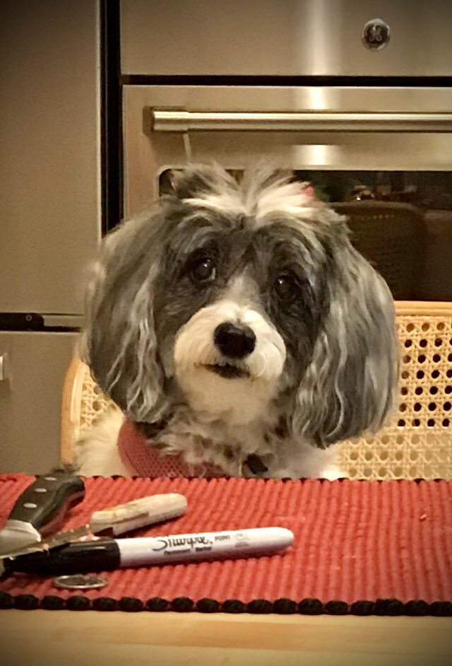 DameRanger's tweet photo. @dog_rates Table manners: stare, but don’t speak. 
Eventually, the reward will come 🐾 https://t.co/EPxzgq829W