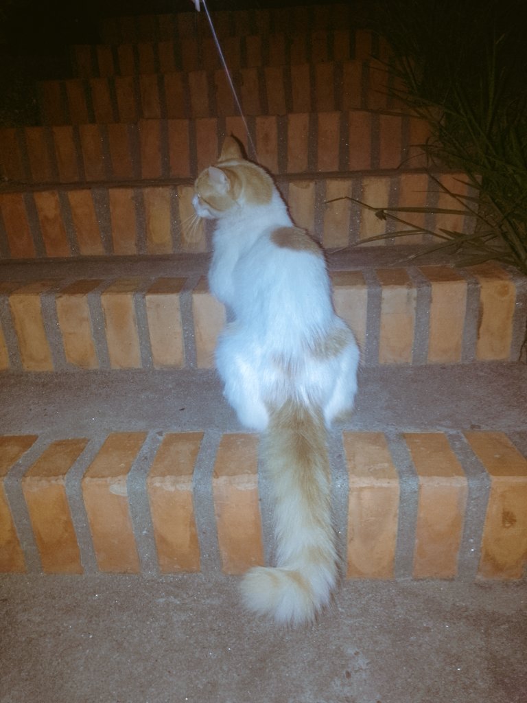 😻 El es Mío,  llegó a vivir en mi terraza desde pequeño y hace vida por las áreas comunes de la residencia. Mis gatos lo aceptaron como uno más. Todos los días entra a mi apartamento a comer y algunas noches se queda a dormir. Es parte de la familia. ¡Pura buena vibra gatuna!🐈