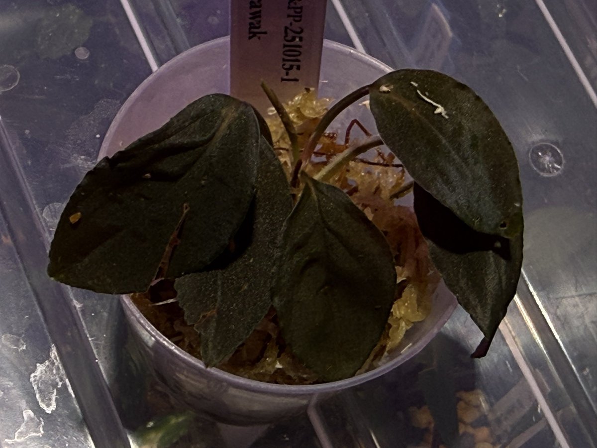 KENZO (@fw_kenzo) / Posts / X