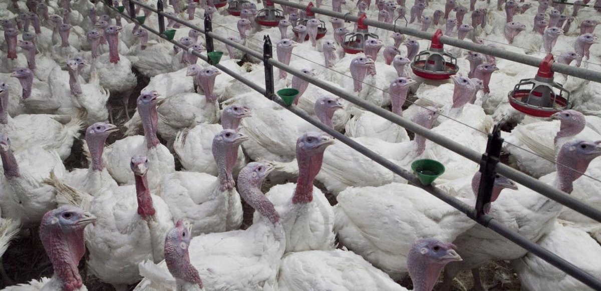 Τα έθιμά σας μυρίζουν θάνατο, οι γιορτές σας στάζουν αίμα 

Η ζωή και η ελευθερία στο στόχαστρο
– ακόμα και μαχητικών υπερασπιστών της ανθρώπινης ζωής και ελευθερίας 

#AnimalLiberation