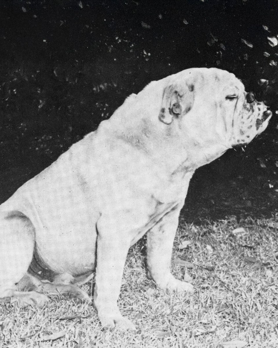 LA Tech Alumni tweet media