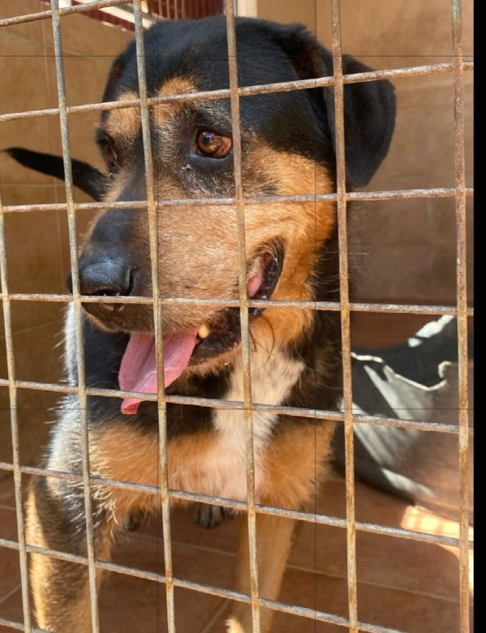 Su adopcion solo son 50 euros y Willow tiene 10 años y necesita un hogar,pasa mucho ❄️🥶.
Esta en Malaga y es urgente,apiadate y acogela o adoptala🙏🙏🏿🙏🏻
Ella es muy buena,esta en la perrera Paraiso contacta por whatsapp: 648001862