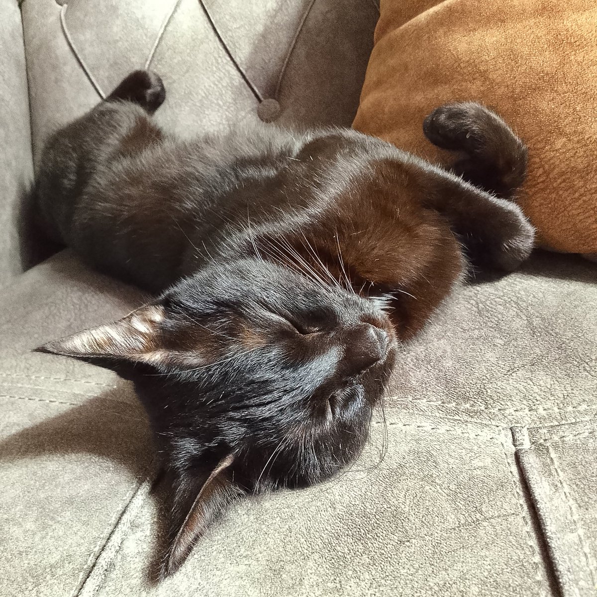 #گشنیزخانوم 🐈‍⬛