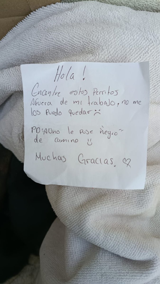 Una persona infeliz dejo a estos pequeños bbs afuera del antirrábico de Ecatepec y todavía escribe un nota,en serio le quitaban espacio? 🤬
X favor necesitamos ayuda de verdad urgente,aún no abren sus ojitos, alguien que pudiera recibirlos en ht? 🥺X favor,x favor y si alguien