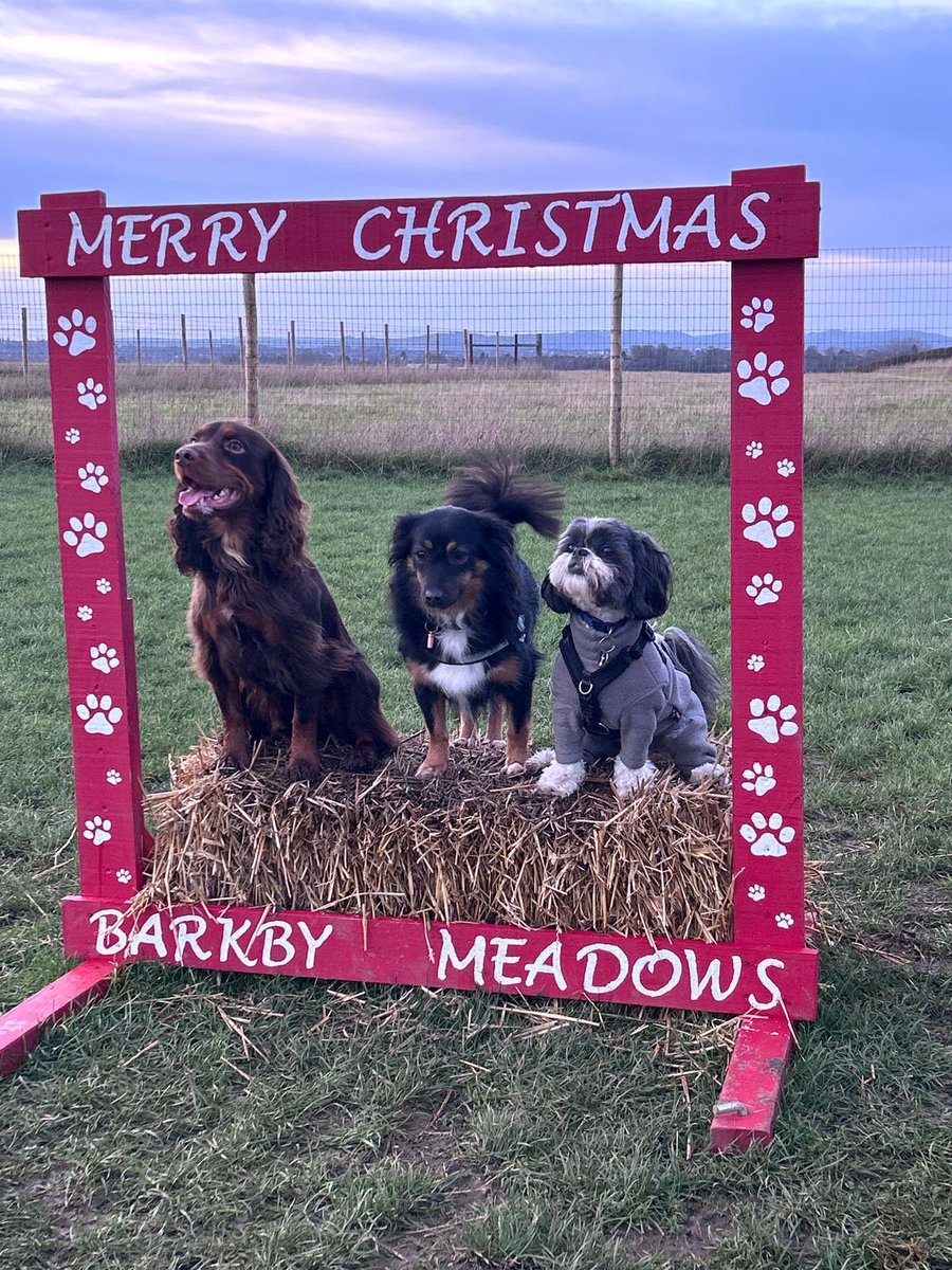 Jparamour's tweet photo. Cousins Xmas celebrations at the weekend. Fun was had by all. #dogs #Christmas2025 https://t.co/7X2uFIZZRK