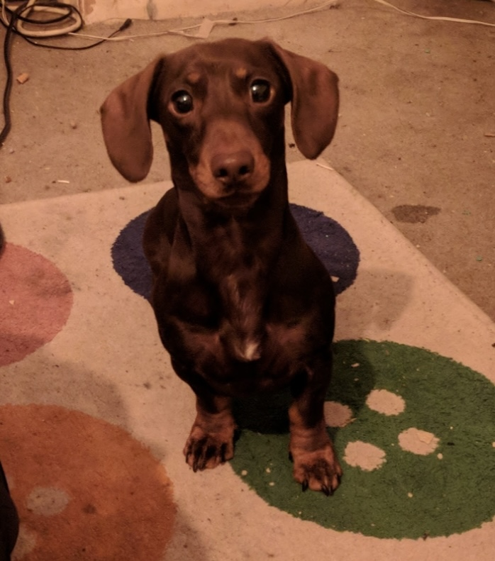 millypod1's tweet photo. 🆘11 DEC 2025 #Lost Bailey #ScanMe #STOLEN??
Dachshund: Miniature Male #SausageArmy
#Chesterton #Cambridge #CB4 #Cambridgeshire
Stolen from Chesterton may still be in Cambridge
https://t.co/zTMerreja4 https://t.co/RINUgL2e3N