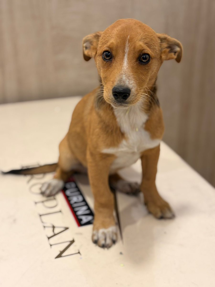 🐾 EN ADOPCIÓN RESPONSABLE 🐾

Estos dos preciosos perritos fueron encontrados abandonados por una muchacha solidaria. Ya han pasado por el veterinario y están listos para encontrar un hogar lleno de amor 🏡✨

💙 Nombres: Robi y Taco
🎂 Edad: entre 2 y 3 meses