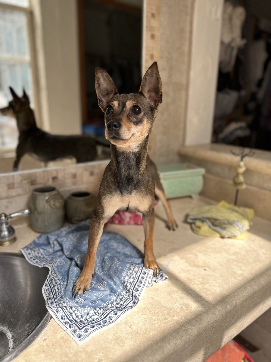 Me llamo Chula y soy una Chihuahua hembra de un año. Este tiempo me tuvieron viviendo en un patio y me pegaban. Alina lo sabe porque me asusta cuando alguien levanta la mano en frente de mí. Por suerte alguien intervino y ahora estoy en un lugar lindo en el que me tratan muy bien