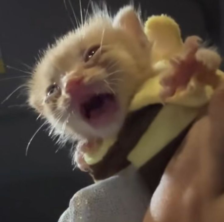 AAAAAAAAAAAAAAA...........