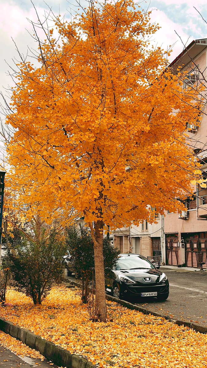 Cenobar's tweet image. 