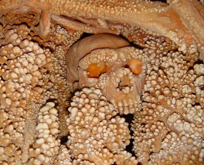 Morbid Facts tweet media