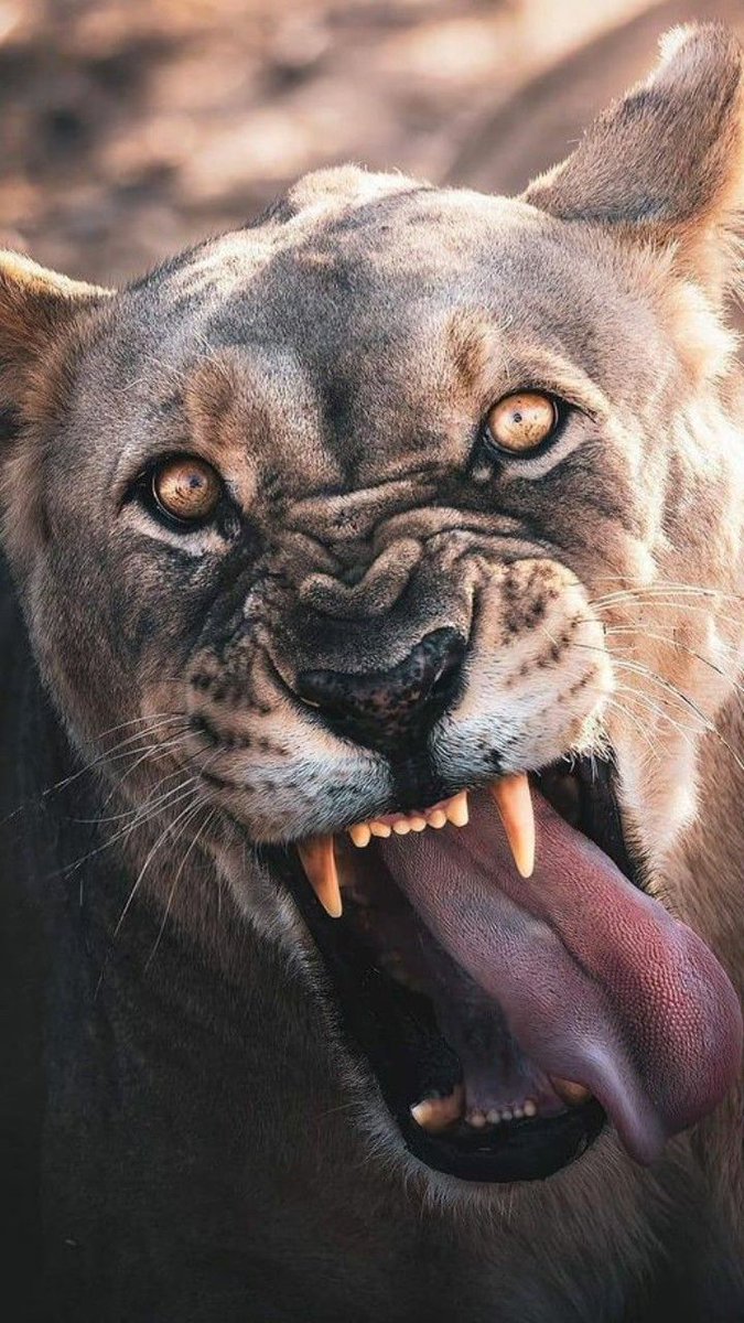 REX (@rexchillect) on Twitter photo 