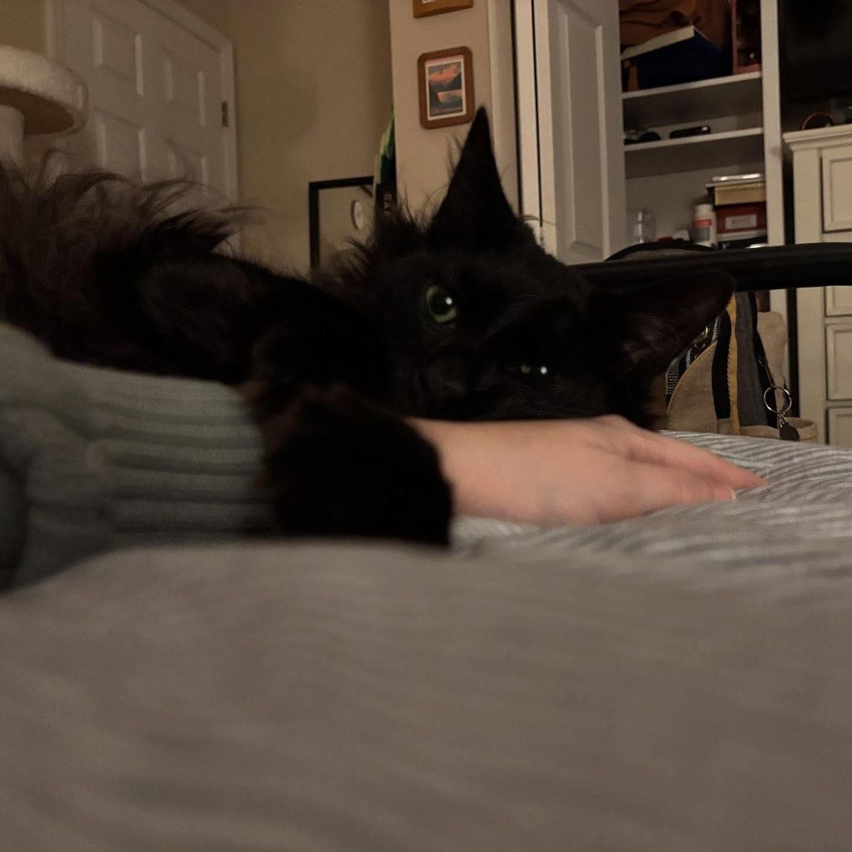 Black cats are not bad luck (@visualscat) on Twitter photo 