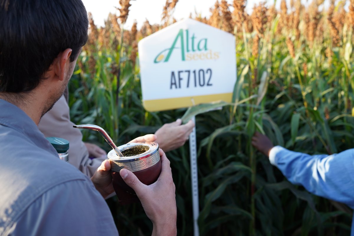 Planning forage acres this season? This article covers seeding rates, fertility, and harvest timing and we’re here to help you choose the right forage hybrid for your operation.

#Forage #Harvest

us.altaseeds.com/news-details/f…