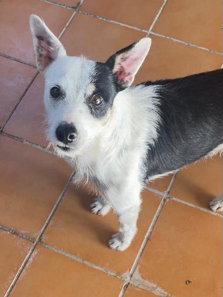 Griffin es un pequeño golfillo, va con carita de bueno y luego es el gamberro del grupo. 
Pero cómo no quererle? 
Tendrá unos 6 o 7 años y sería muy feliz teniendo un hogar por fin.