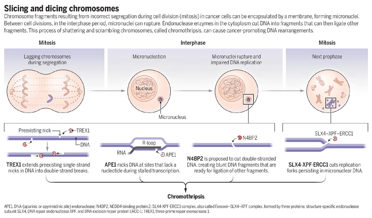 Science Magazine tweet media