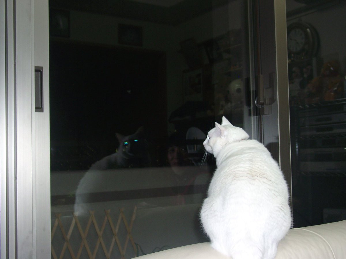 外に何かがいる😱 #すえぞぅさん（当時5歳7ヶ月） #白猫 #21年前の今日