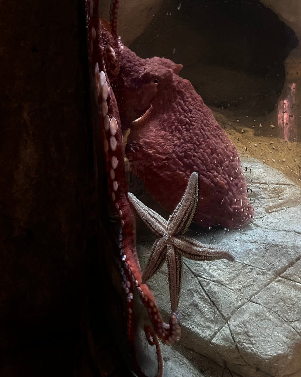 Did you know that the giant Pacific octopus can ward off predators, blend into its surroundings, or attract a mate by changing its color and texture almost instantly, using specialized skin cells called chromatophores? 🐙