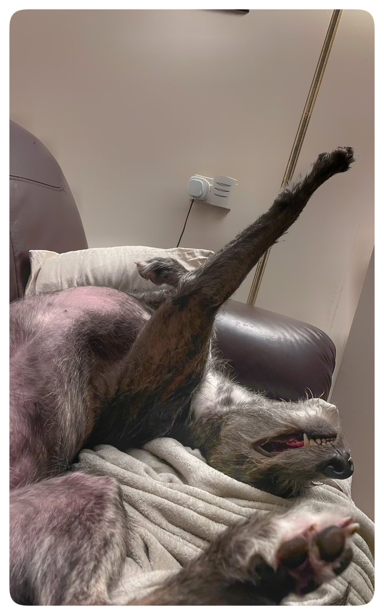flyabout7's tweet photo. Tonight, Ralph is indulging in a spot of couch gymnastics. 

The perfect sport for a lazy Lurcher. 

#LazyLurcher
#AdoptDontShop 
#BeMoreRalph https://t.co/GaD7ouT0xb