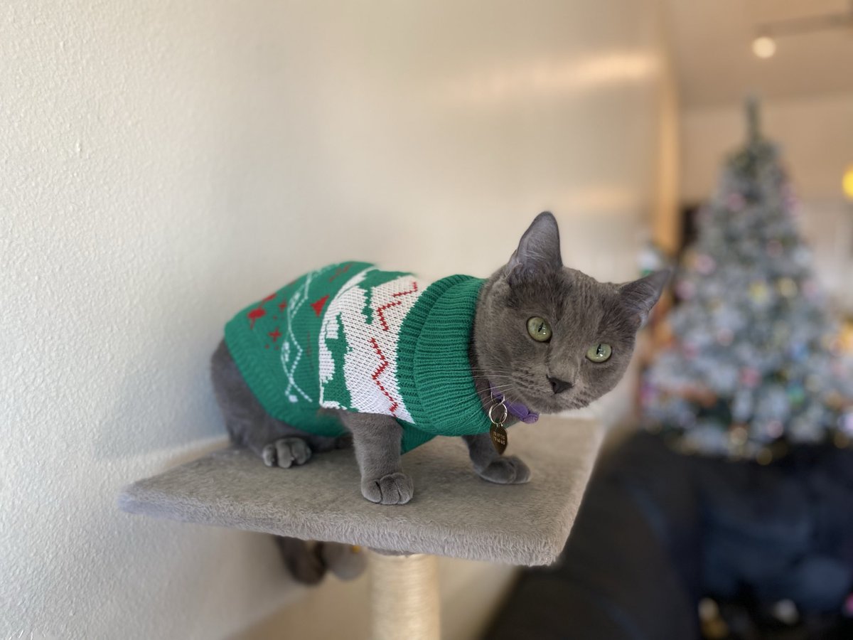 SpreeGG's tweet image. 🎄🎄🎄🎄