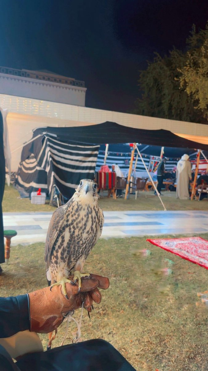 عدي العجم الشمري tweet media