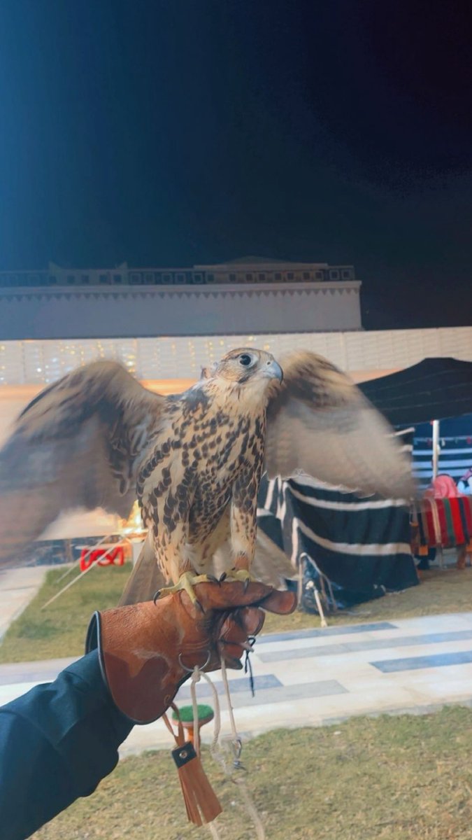 عدي العجم الشمري tweet media