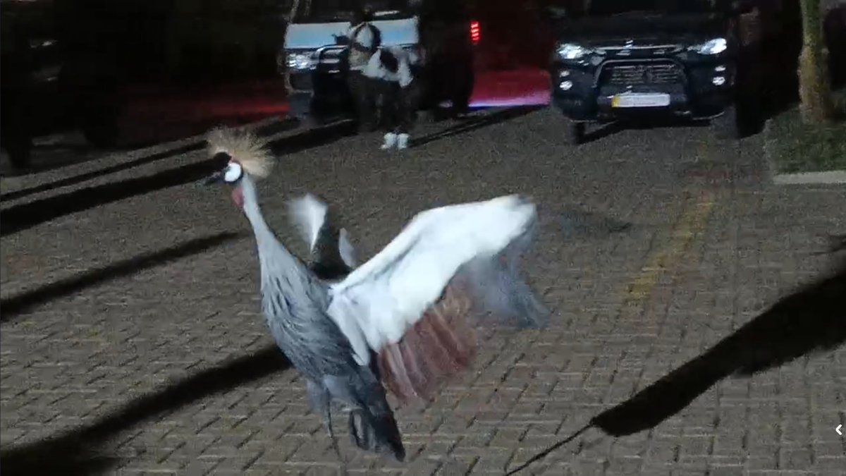 KamogaMunawa's tweet photo. Just In📸🇺🇬
This Crested Crane has landed near Bobi Wine’s car in the compound of the hotel where he is being detained and it is not moving a step away regardless of the commotion around https://t.co/5edTyLo2Vk