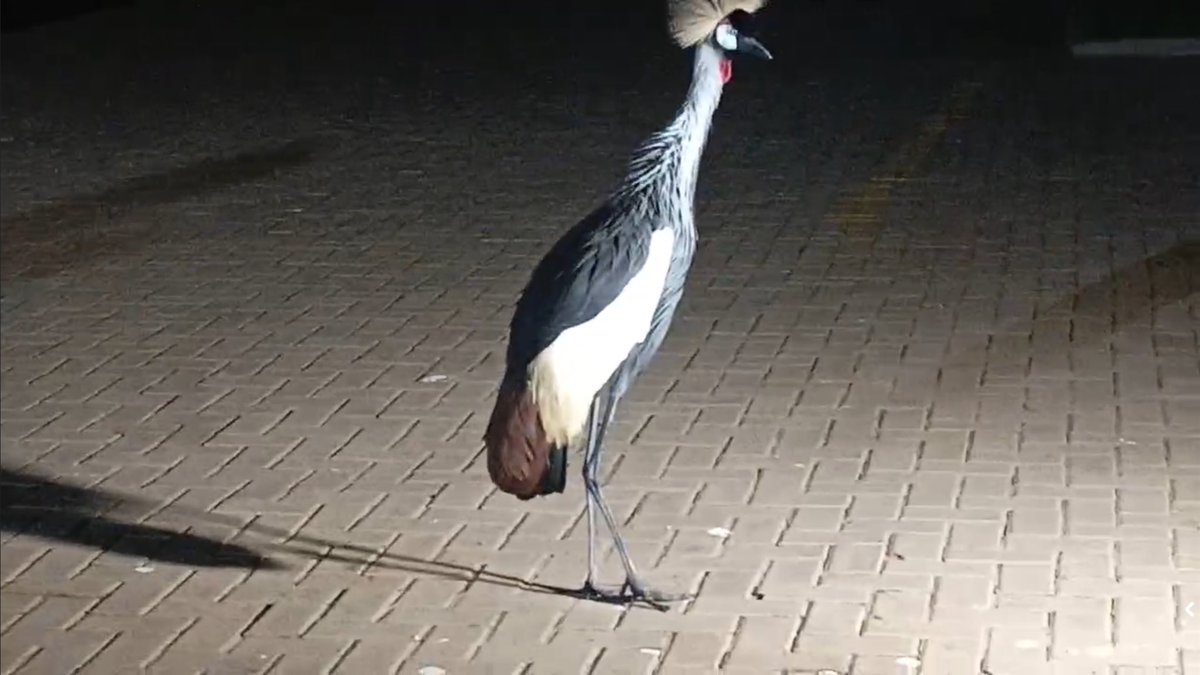 KamogaMunawa's tweet photo. Just In📸🇺🇬
This Crested Crane has landed near Bobi Wine’s car in the compound of the hotel where he is being detained and it is not moving a step away regardless of the commotion around https://t.co/5edTyLo2Vk