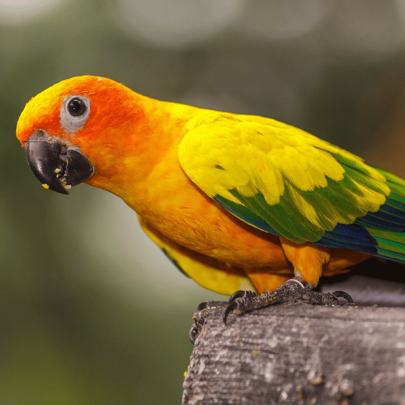 washbears_wares's tweet image. bird wirewrap DAY 127: sun conure ☀️🧡