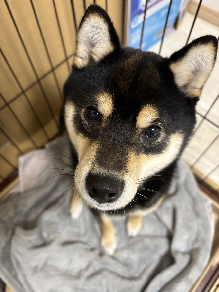 おはようございます。
今日も始まりました。