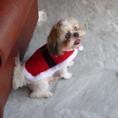 percydashihtzu's tweet photo. #NewProfilePic https://t.co/6j4sKTvCYo