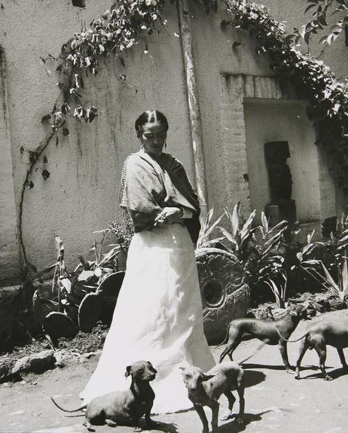 📸 En 1948, Frida Kahlo posó junto a sus xoloitzcuintles para Gisele Freund. 🐾

Originarios de México y considerados sagrados por mayas y mexicas, estos perros sin pelo acompañan y protegen a sus humanos incluso en el Mictlán.