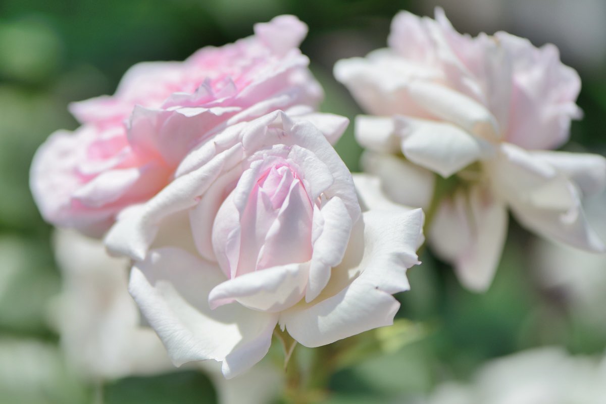 おはようございます