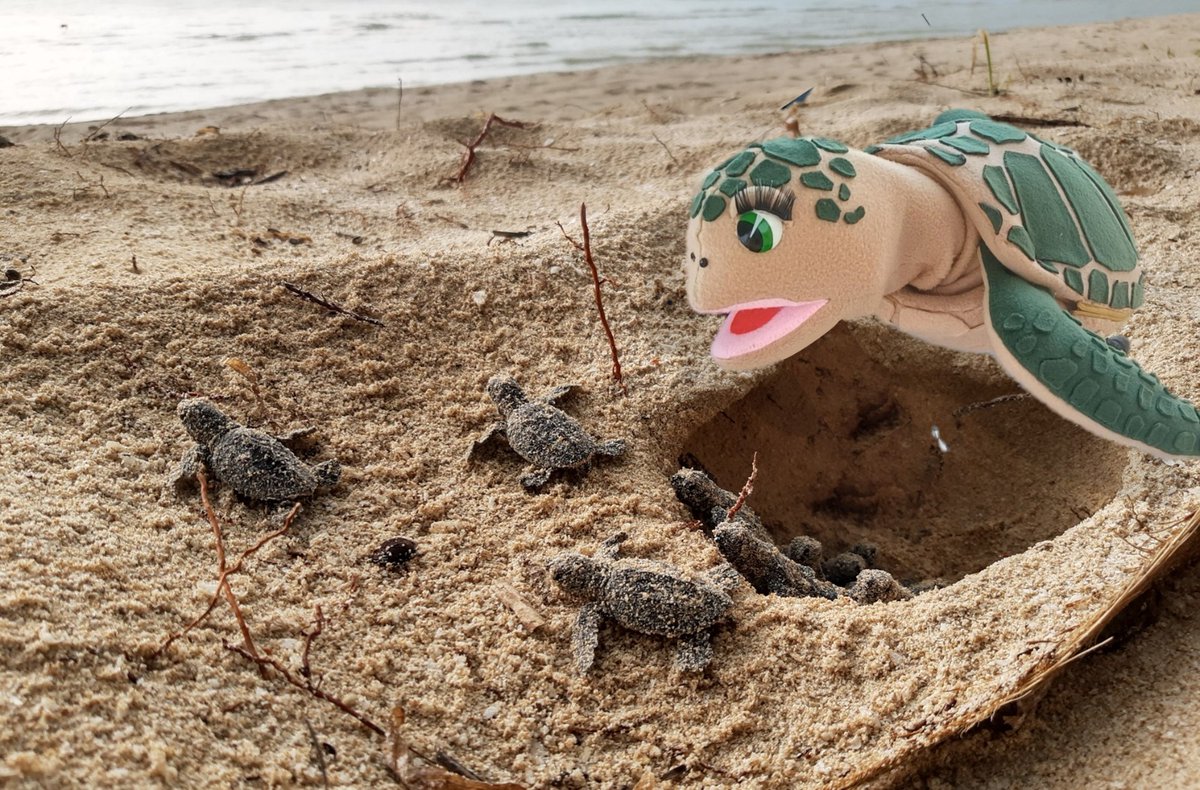 CONANP_mx's tweet photo. En el segundo bloque de la Misión #TanTan conoce a nuestros embajadores y embajadoras del centro de 🇲🇽.
🔹 #LoretaSarti, DR Planicie Costera y Golfo de México 🐢
🔹 #Renato, DR Centro y Eje Neovolcánico 🌊
🔹 #Arami, DR Occidente y Pacífico Centro 🦜
➡️ https://t.co/LOQ8whTK7e https://t.co/Vw7TIXKhIV