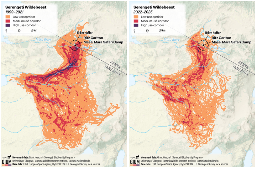 Global Initiative on Ungulate Migration tweet media