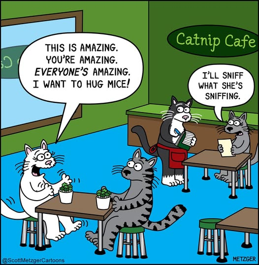 RoseofArlVA's tweet image. Ha-ha. #Cats &amp;amp; #catnip . 
and tribute to great line from ?  #NoraEphron,  &amp;amp; great directing, #RobReiner.