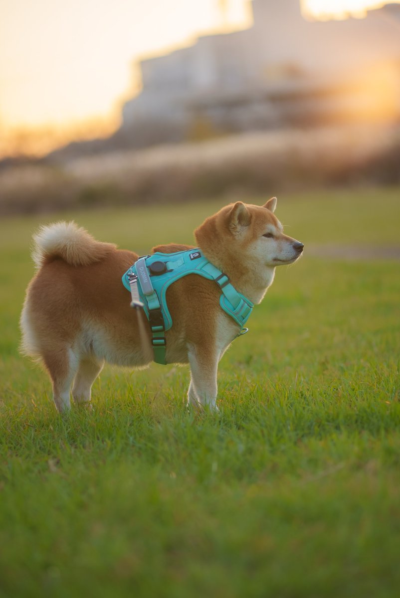 柴です。シヴァ！😭