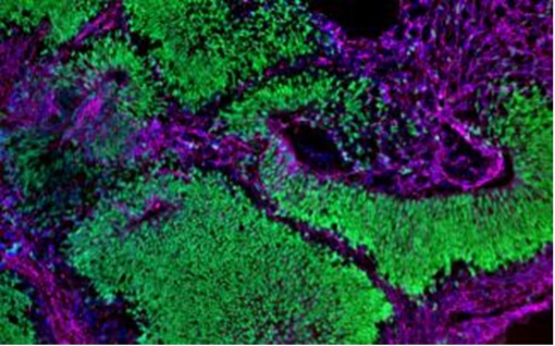 Michael F. Chiang, MD tweet media