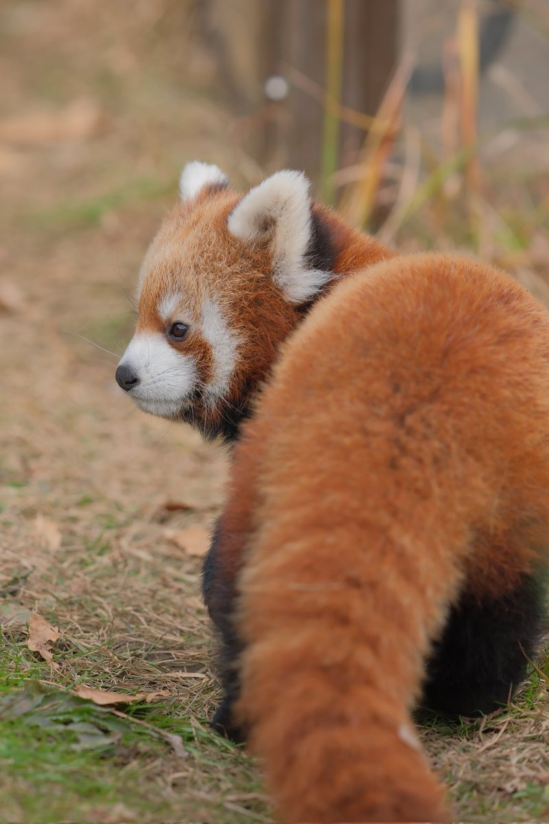 むっちむちのポッテポテ🐾

＃茶臼山動物園
＃レッサーパンダ
＃君の名前を呼びたい