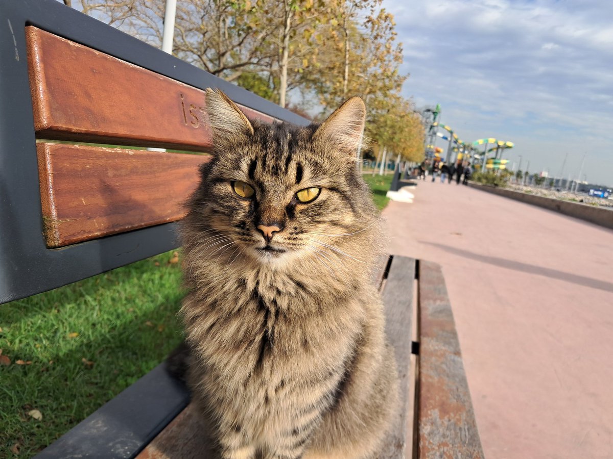 AysheGeographer's tweet photo. Burda bunlardan bir sürü varrrr🍄🍄🥰🥰🥰 https://t.co/ymM09VYY0J