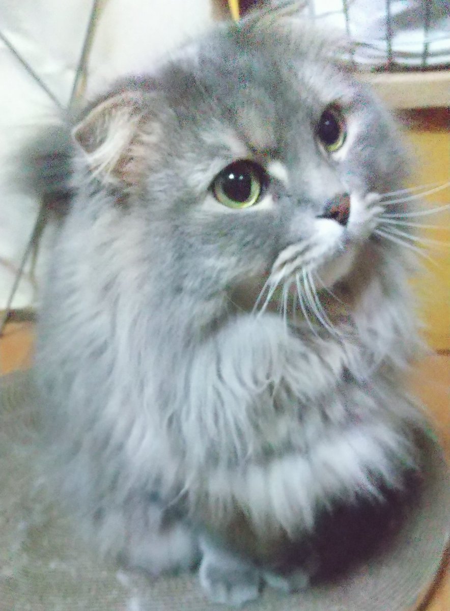 みかP (@Wffg3eitk7DiK0x) / Posts / X