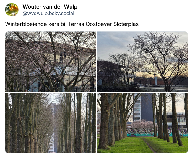 Winterbloeiende kers bij de Sloterplas bsky.app/profile/wvdwul…