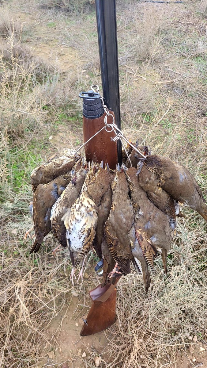 <a href="/Pacus911/">Pacus 3.0</a> nos envía esta foto de una bonita percha de zorzales con la que pudo hacerse este fin dd semana

#huronespacus3 #cazadoresenyoutube #cazamenor #cazadezorzales