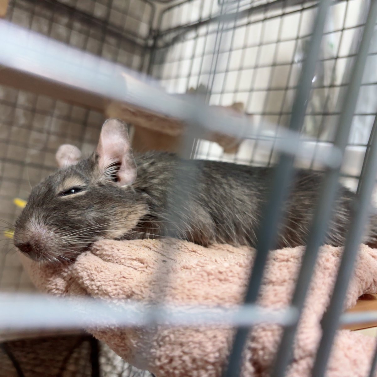 Post by なまちლ on X: おねむちゃん