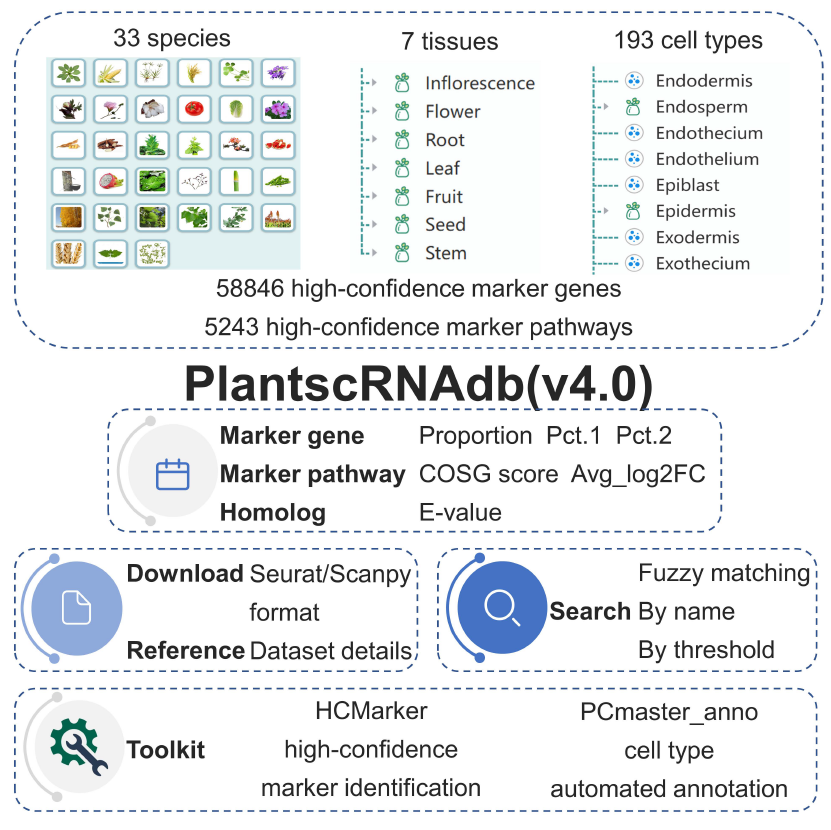 PlantscRNAdb 4.0: Improved marker identification and annotation under a cell type uniformity for plants #resource #MolecularPlant cell.com/molecular-plan…